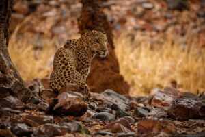 indian leopard nature habitat leopard resting rock wildlife scene 2