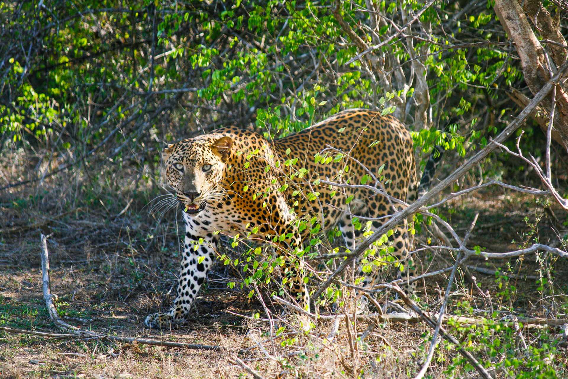 Yala National Park