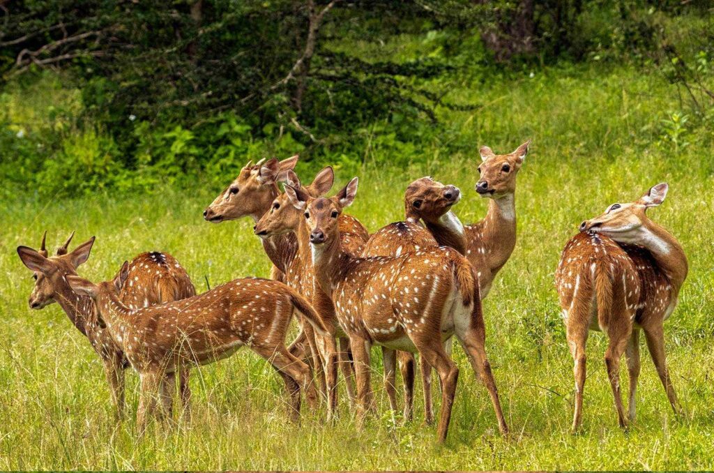 Watch wild life at Udawalawa National Park