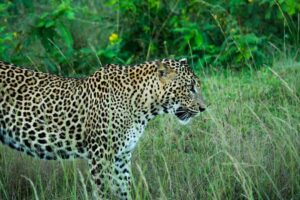 Wilpattu National Park in Anuradhapura