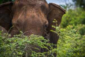 Sri Lanka Bespoke Tours for Adventurous Backpackers: Udawalawa National Park in Sri Lanka