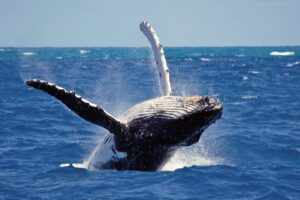 Sri Lanka Tourist Attractions: whale-watching-trincomalee