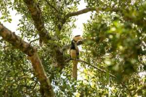 Bird Watching at Bundala National Park​