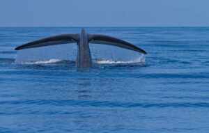 dolphin-whale-watching-mirissa