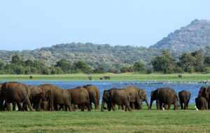 Minneriya National Park