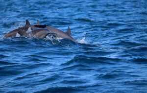 Swiming With The Pod Spinner dolphins in Kalpitiya