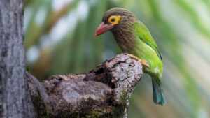 bird-watching-kanneliya-rain-forest