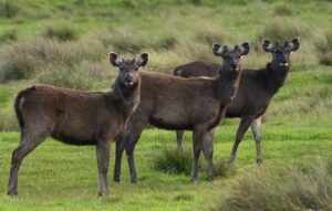 Horton Plains National Park In Nuwara Eliya