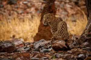 indian leopard nature habitat leopard resting rock wildlife scene 2