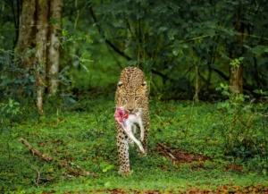 Leopard panthera pardus kotiya with prey in the jungle sri lanka yala national park