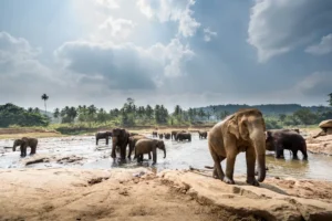 Elephants in a beautiful landscape in sri lanka Explore sri lanka