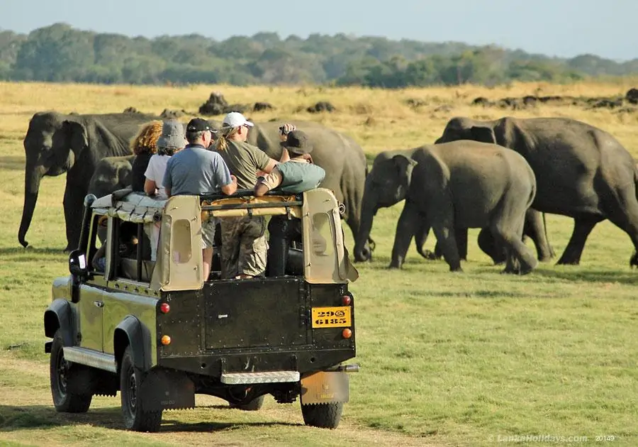 bespoke tours and travels: safari experience
